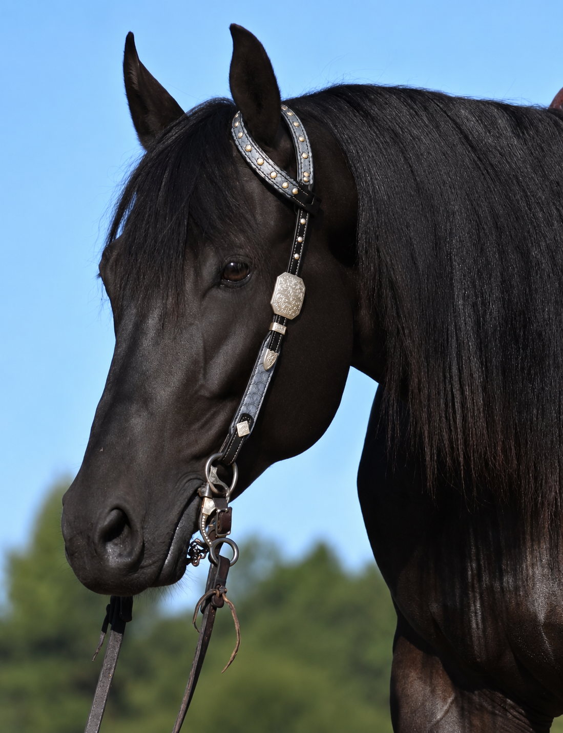 Fairytail Leather Co Black & Grey Python Headstall