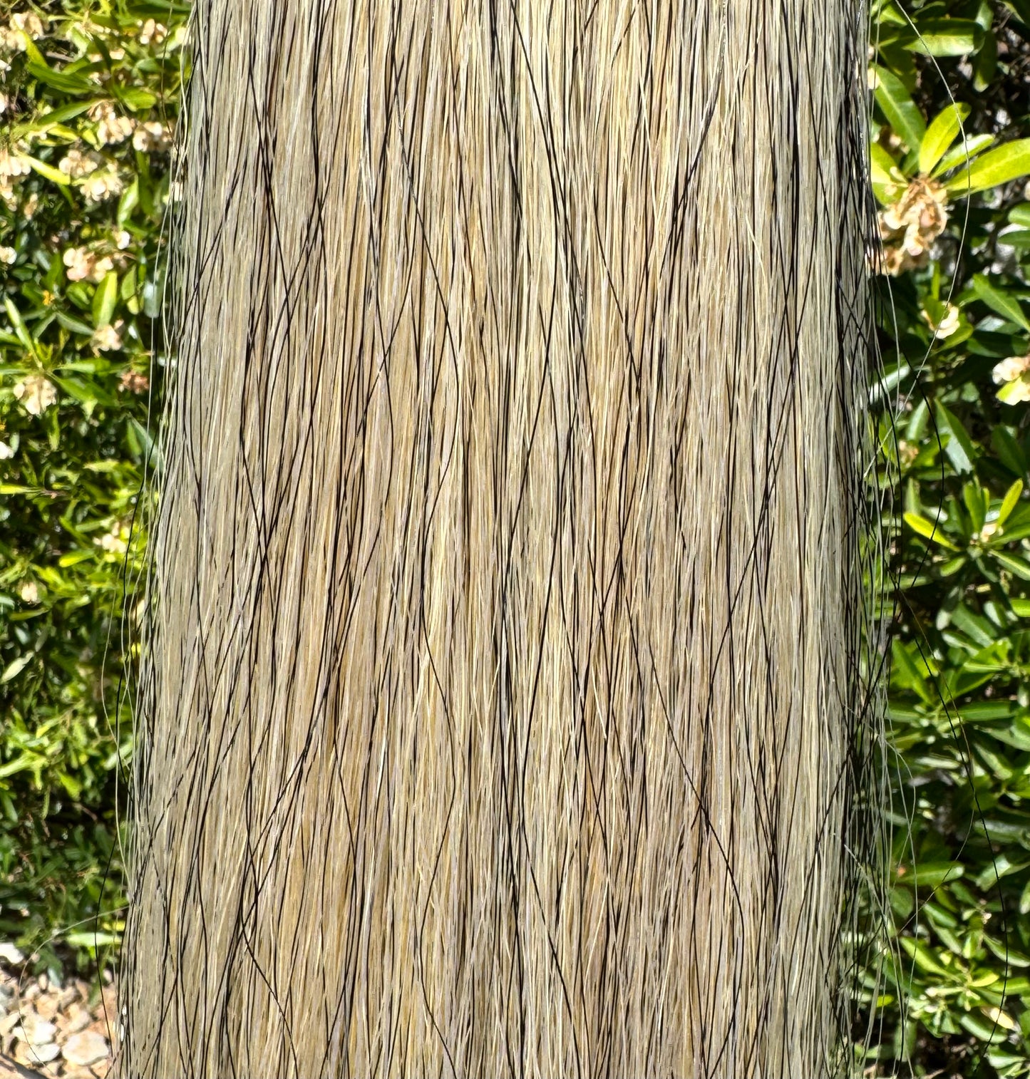 Extra Light Gray with Golden Tones Show Tail Extension, 2 Lbs, 40”