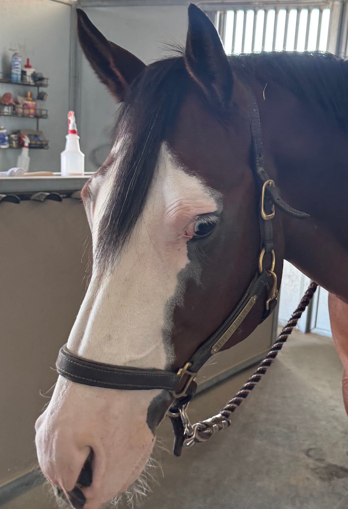 Clip In Natural Black Forelock Extension