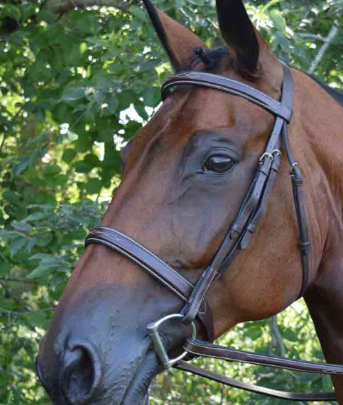 Black Oak Spruce Bridle
