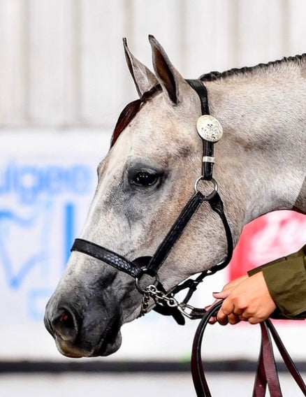 Fairytail Leather Used Yearling Black Python Halter