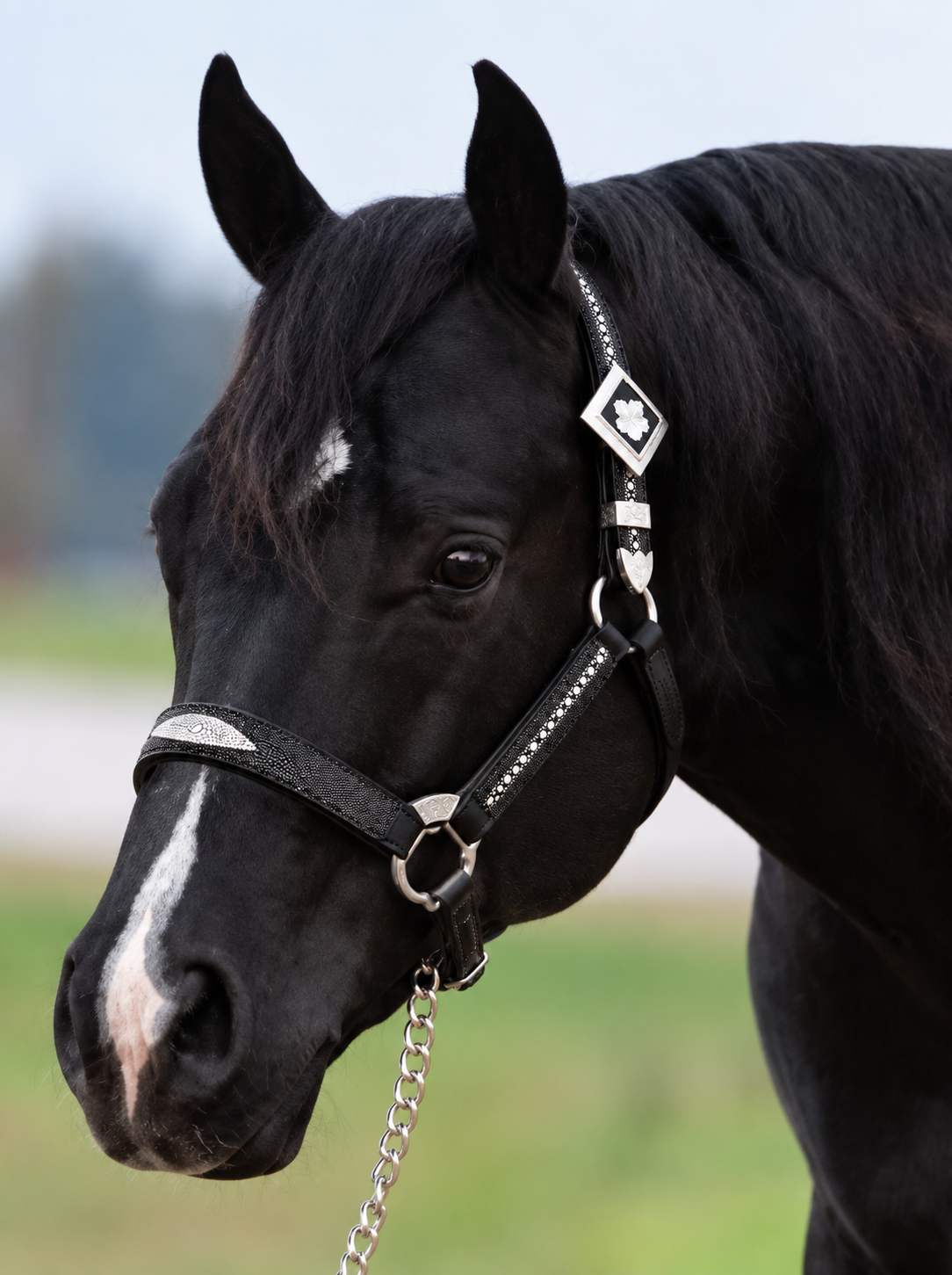 Fairytail Leather Black Stingray Halter, Horse Size