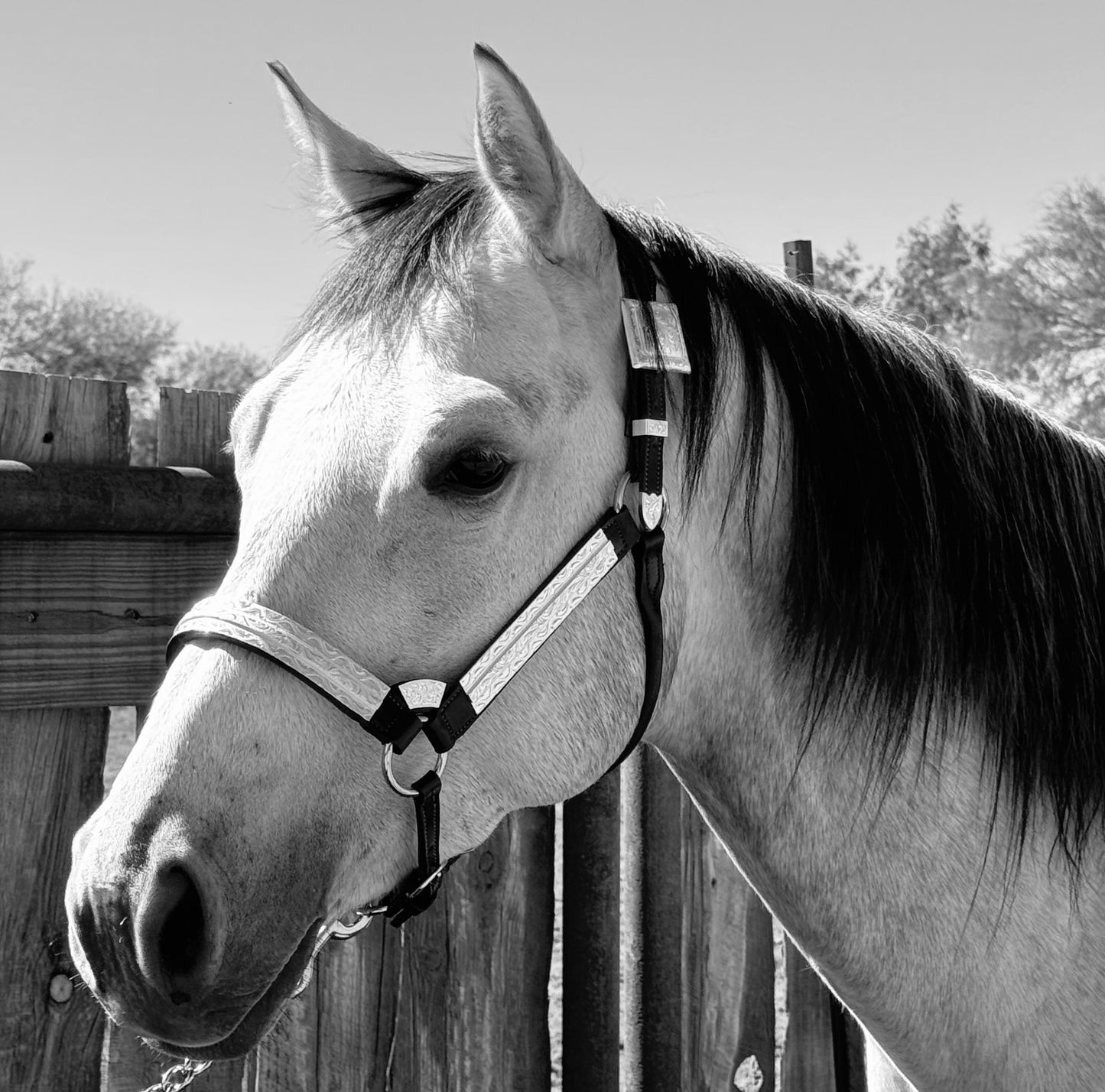 Fairytail Leather Co Brown Halter with Full Silver