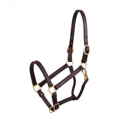 Yearling Havana English Show Halter