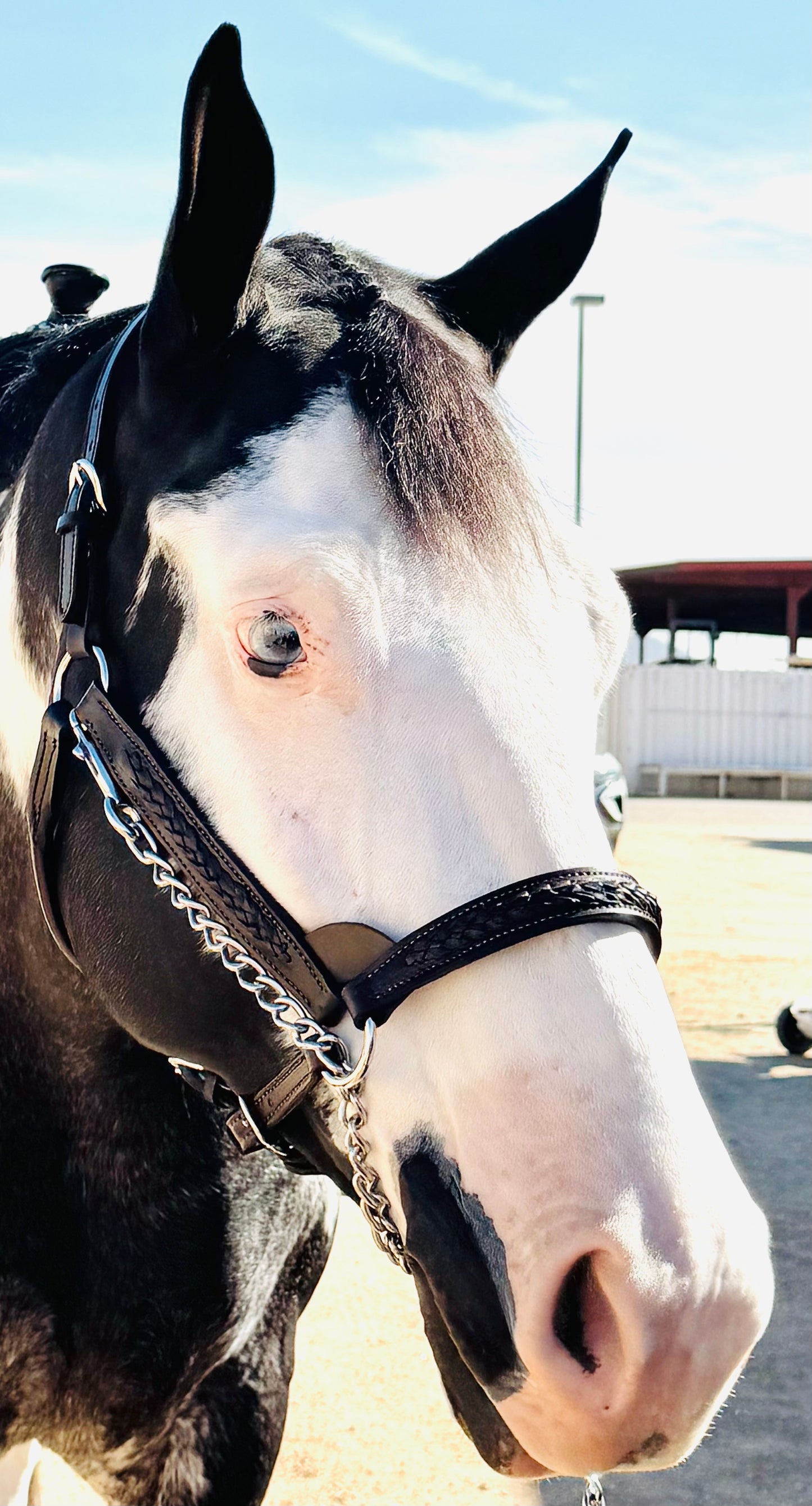 Fairytail Leather Havana Braided English Show Halter - SPECIAL ORDER, ALLOW 4 WEEKS