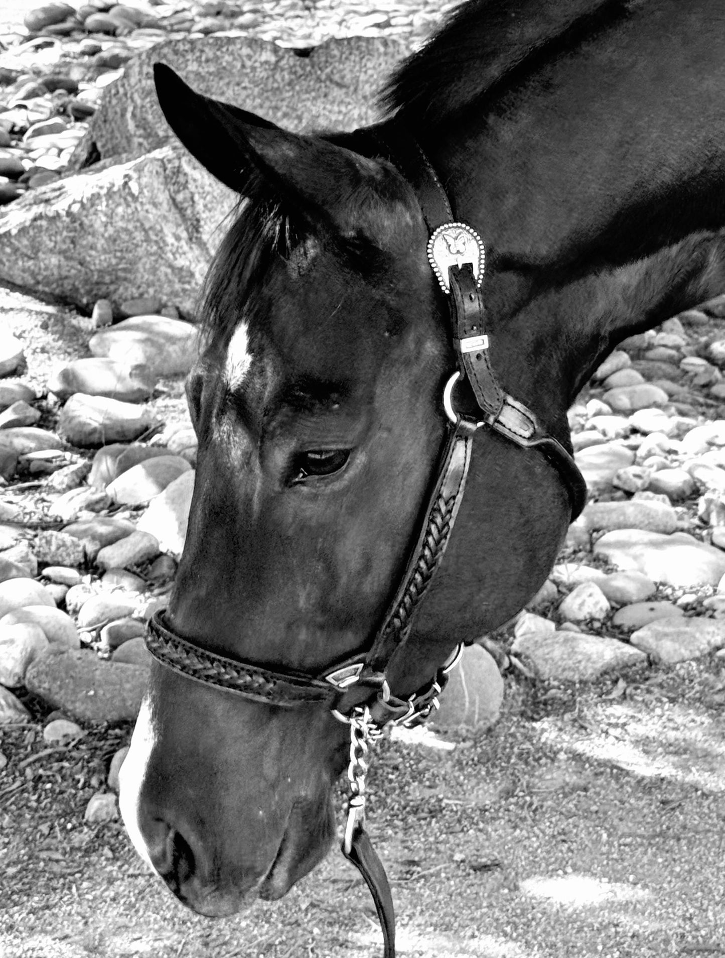 Black Braided Congress Cut Halter