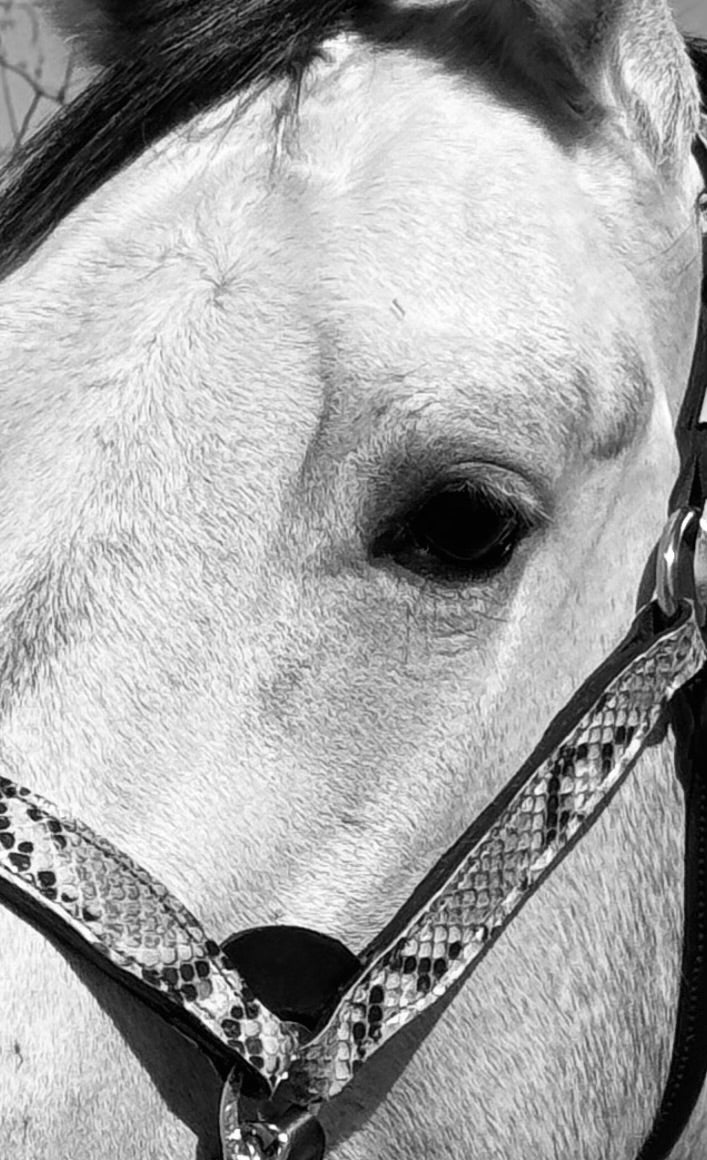 Fairytail Leather Co Python Halter