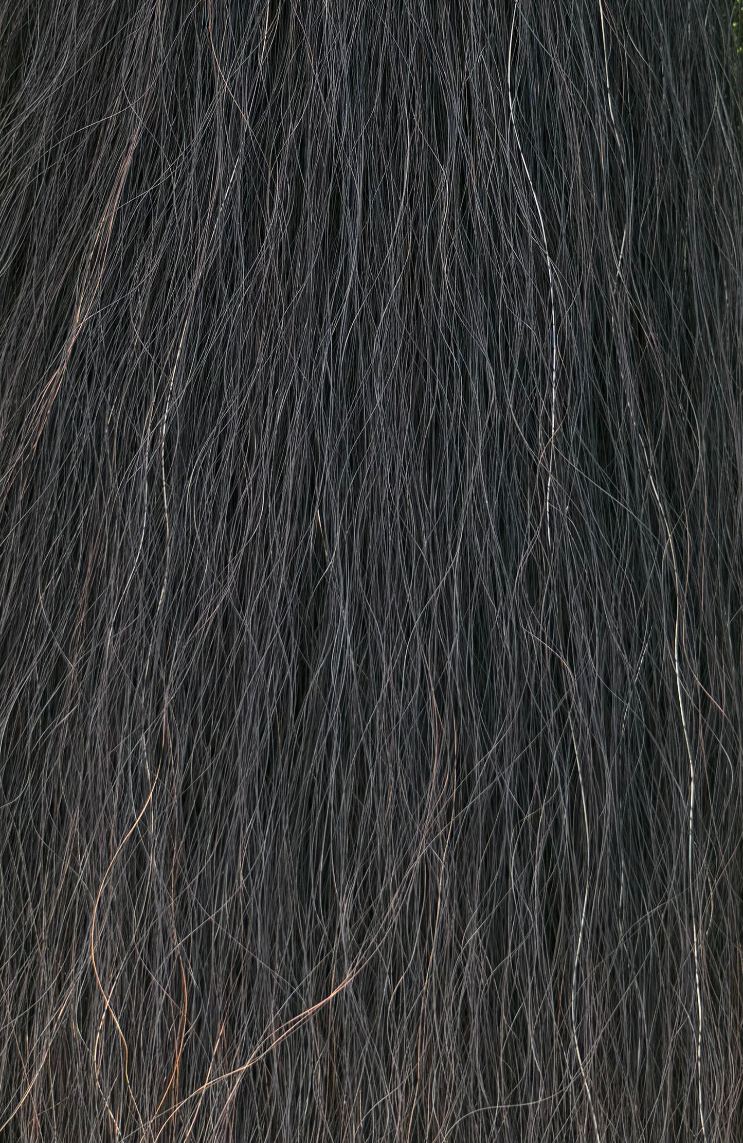 Natural Black Show Tail Extension, 34”, 1 Lb