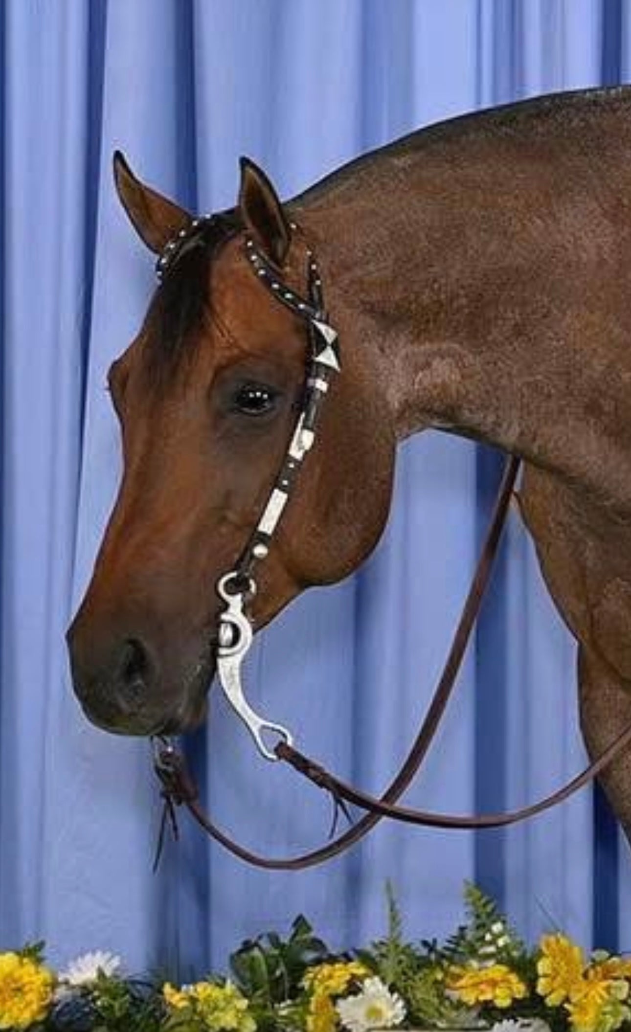 Fairytail Leather Co Python Headstall