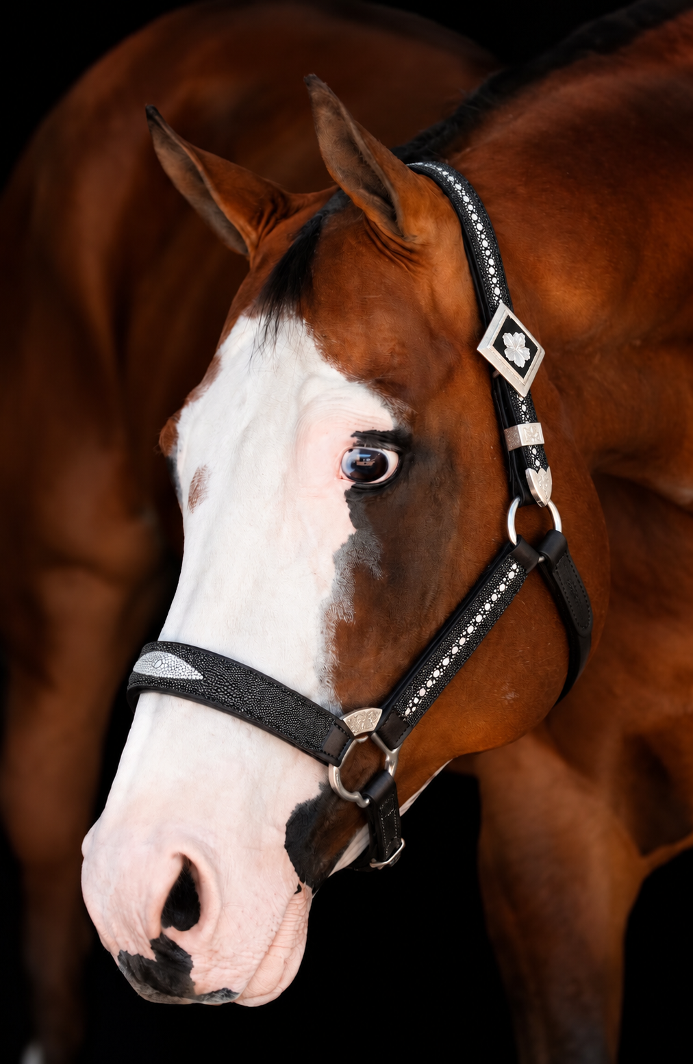 Fairytail Leather Black Stingray Halter, Horse Size