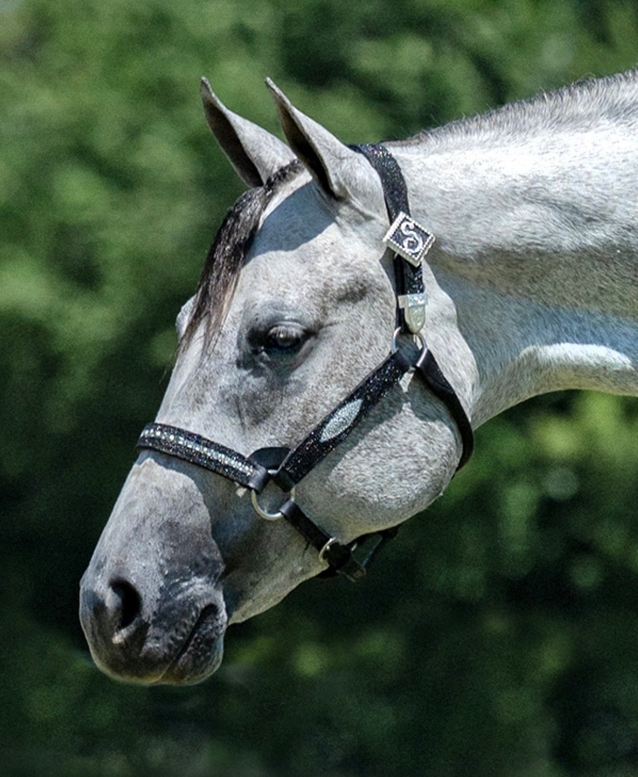 Fairytail Leather Black Stingray Halter, Yearling
