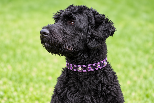 Fairytail Leather Co Purple Dog Collar, 16-18”
