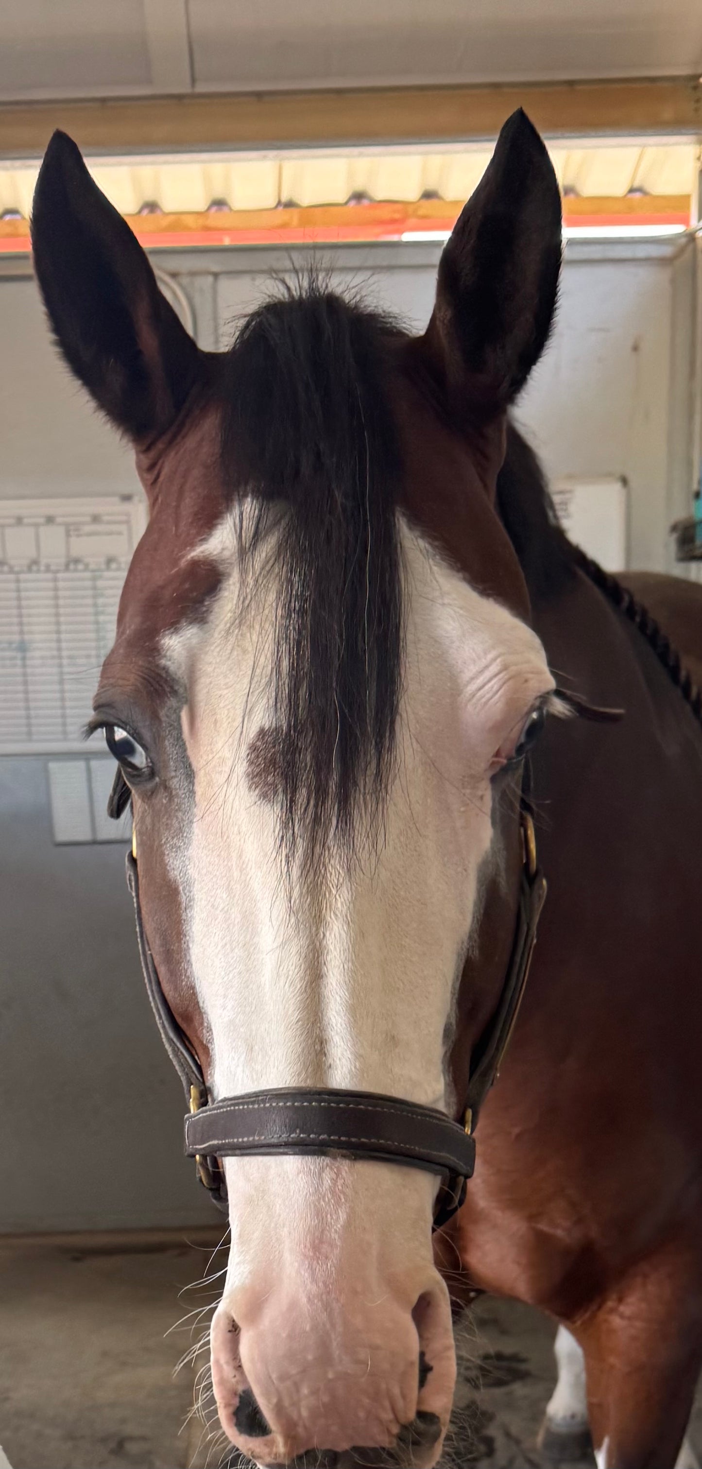 Clip In Natural Black Forelock Extension