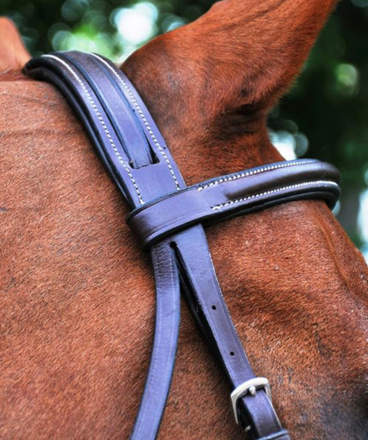 Black Oak Aster Bridle