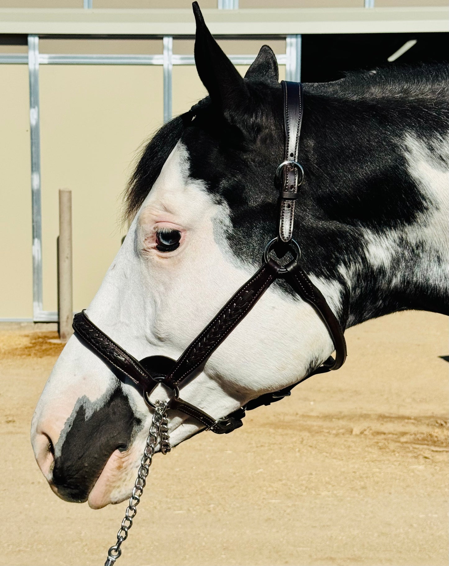 Fairytail Leather Havana Braided English Show Halter - SPECIAL ORDER, ALLOW 4 WEEKS