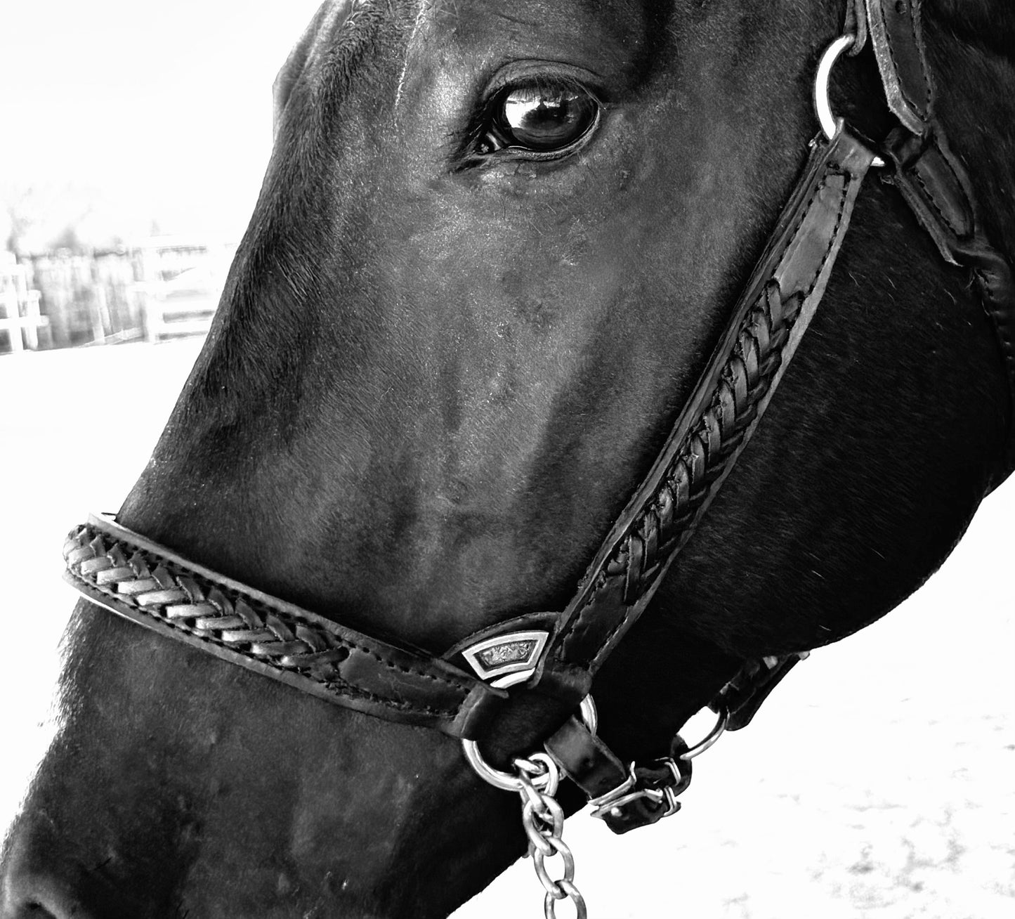 Black Braided Congress Cut Halter