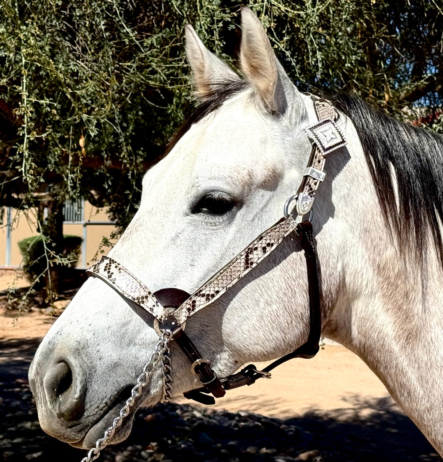 Fairytail Leather Co Python Halter
