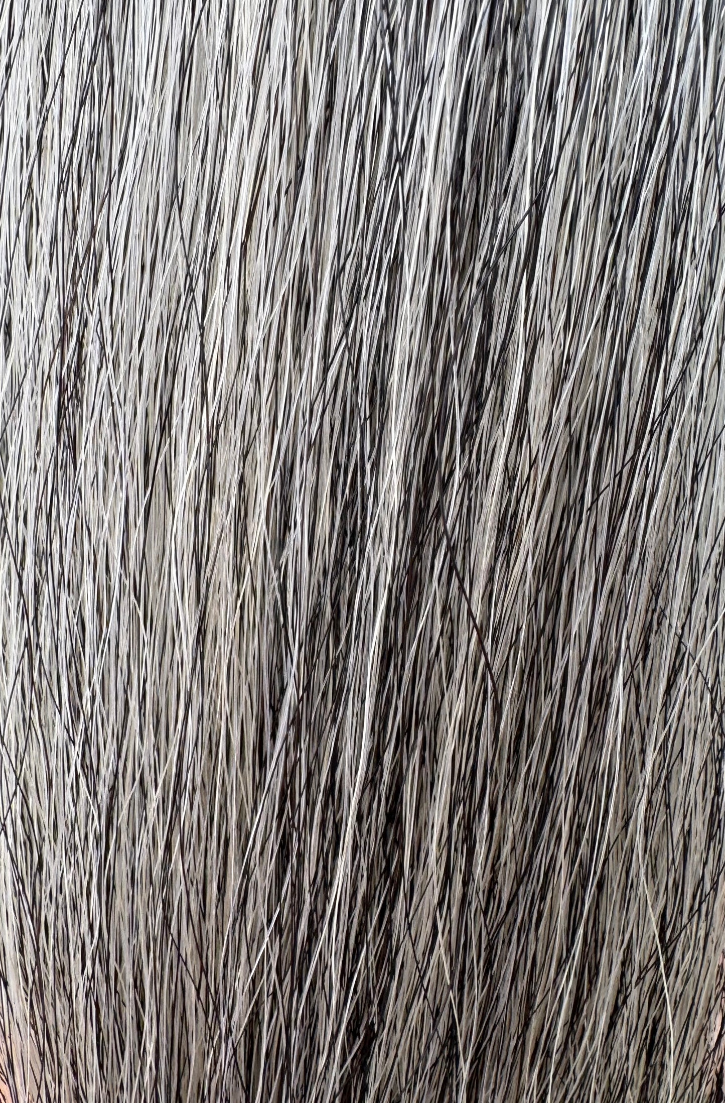 Medium Gray Tail Extension, 2 lbs, 36”