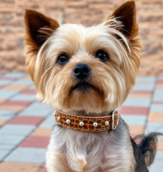 Fairytail Leather Co Whiskey Croc Designer Dog Collar, 11.5”-14.5”