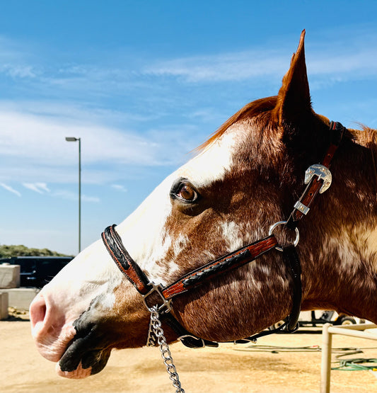 Fairytail Leather Co Ranch Halter