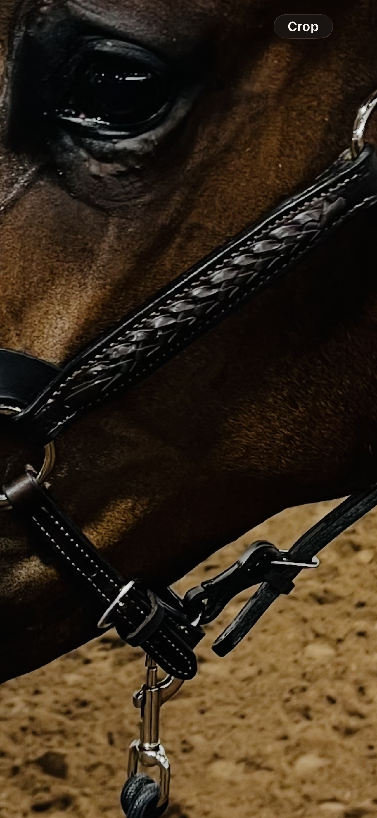 Fairytail Leather Havana Braided English Show Halter - SPECIAL ORDER, ALLOW 4 WEEKS