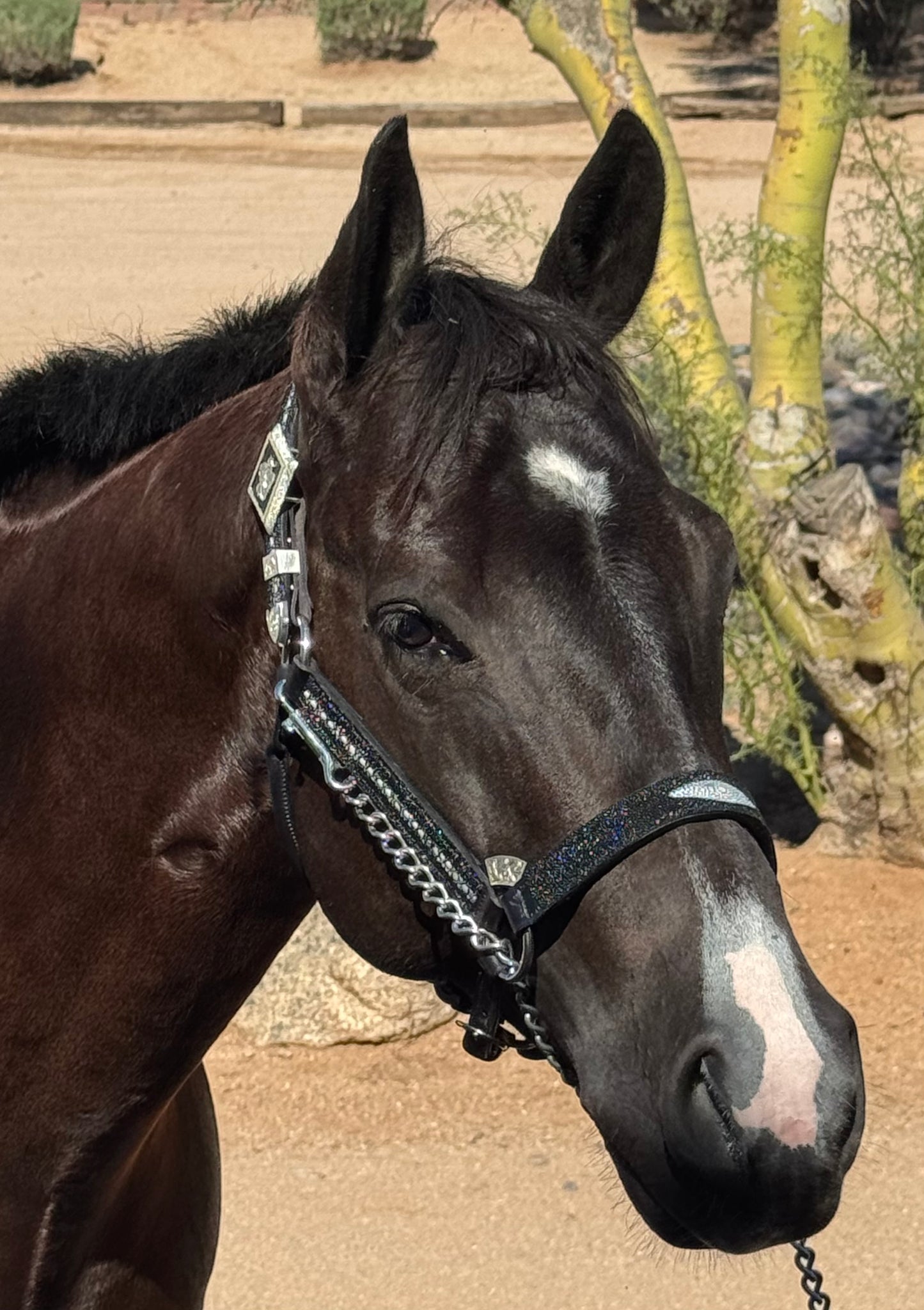 Fairytail Leather Black Stingray Halter, Horse