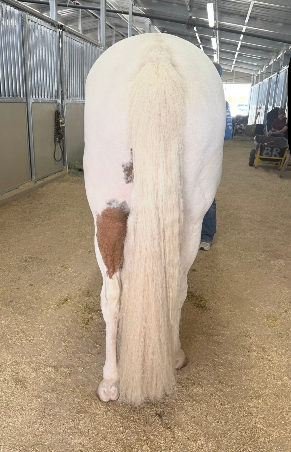 Pure White 1.5 lb 38” Tail Extension With Weight Setup