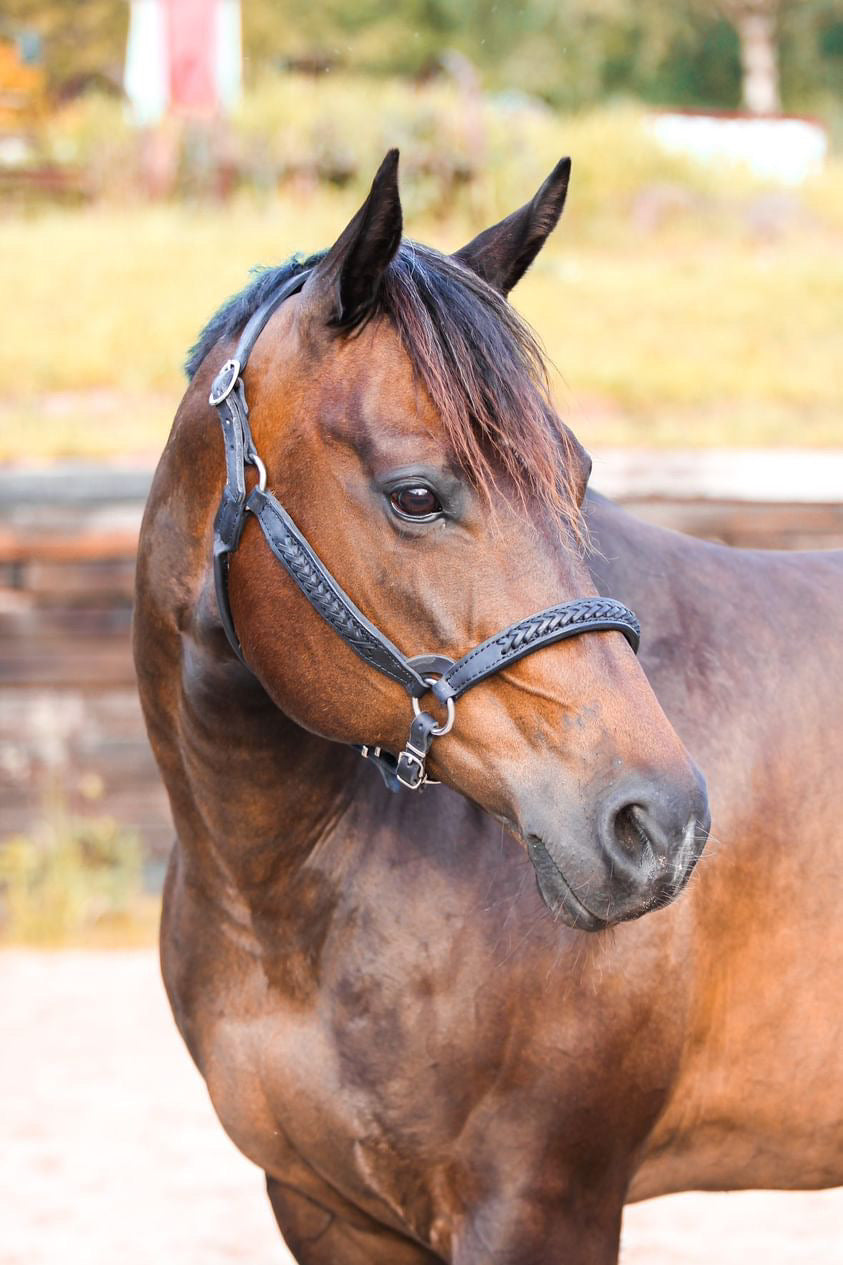 Black Braided Congress Cut Halter