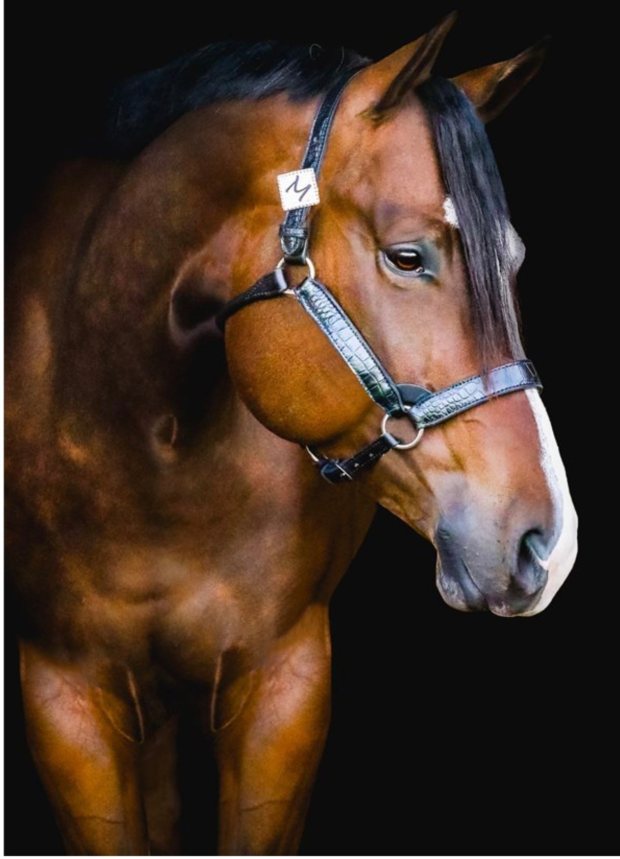 Perri’s Leather Crocodile Embossed Halter