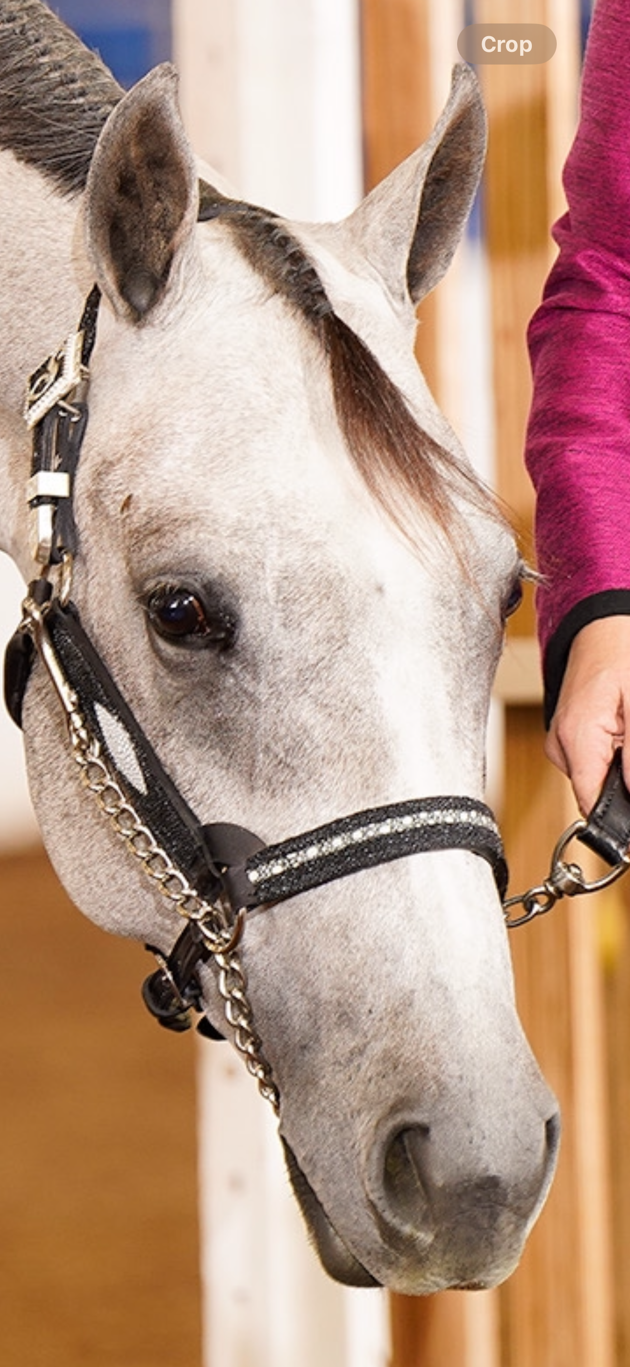 Fairytail Leather Black Stingray Halter, Yearling