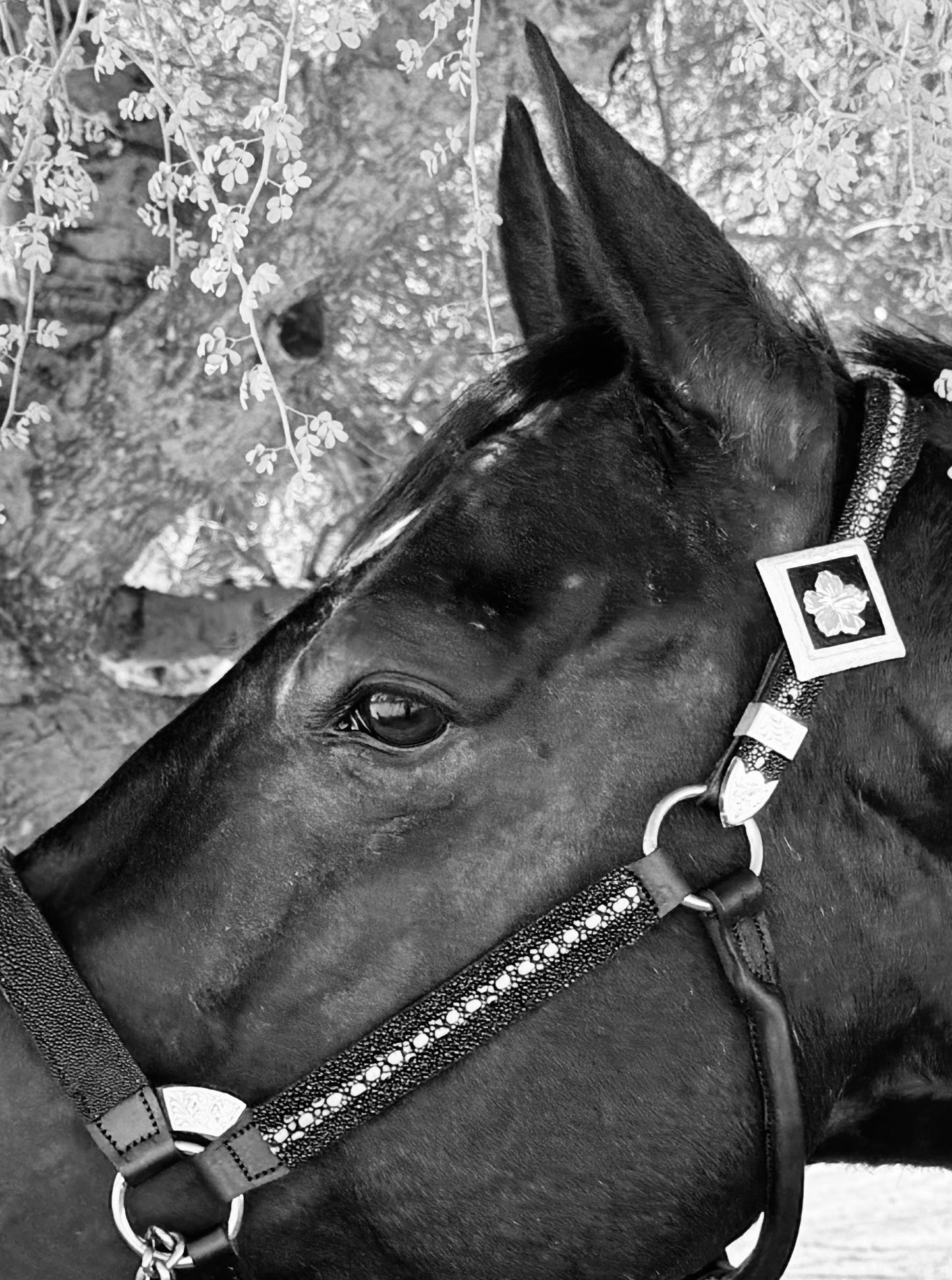 Fairytail Leather Black Stingray Halter, Horse