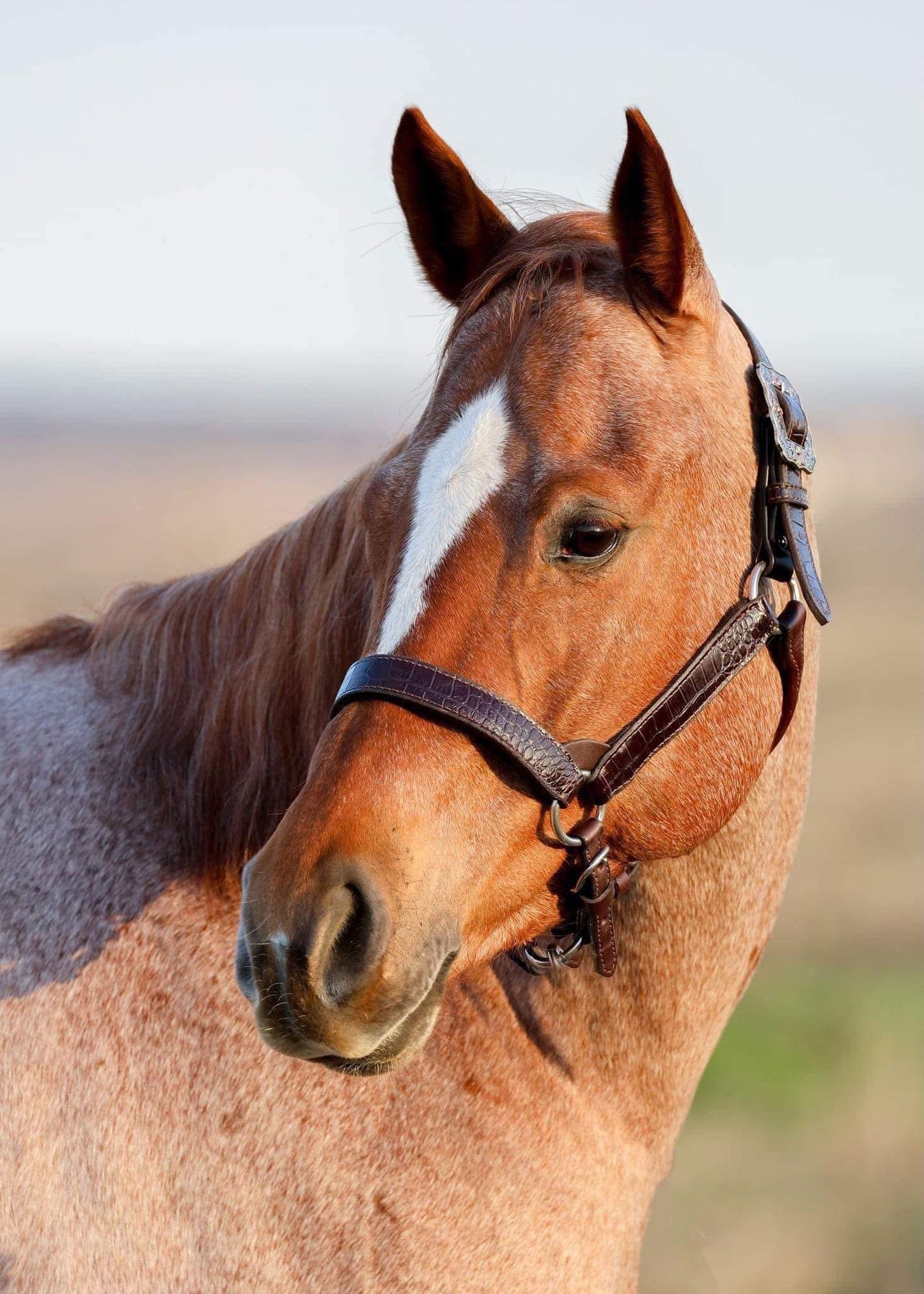 Perri’s Leather Crocodile Embossed Halter