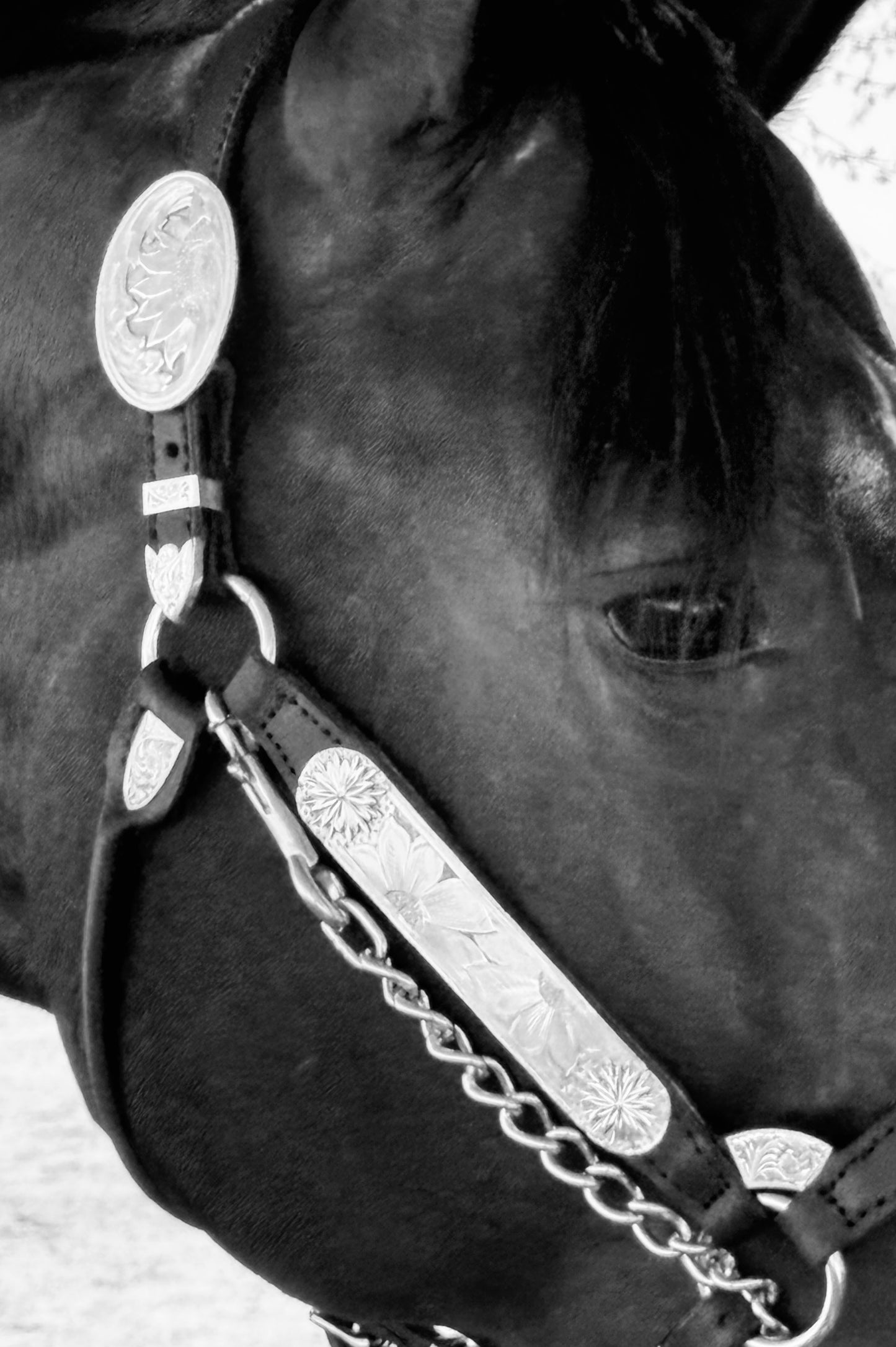 Fairytail Leather Co Sunflower Show Halter, Sterling Silver, Horse Size