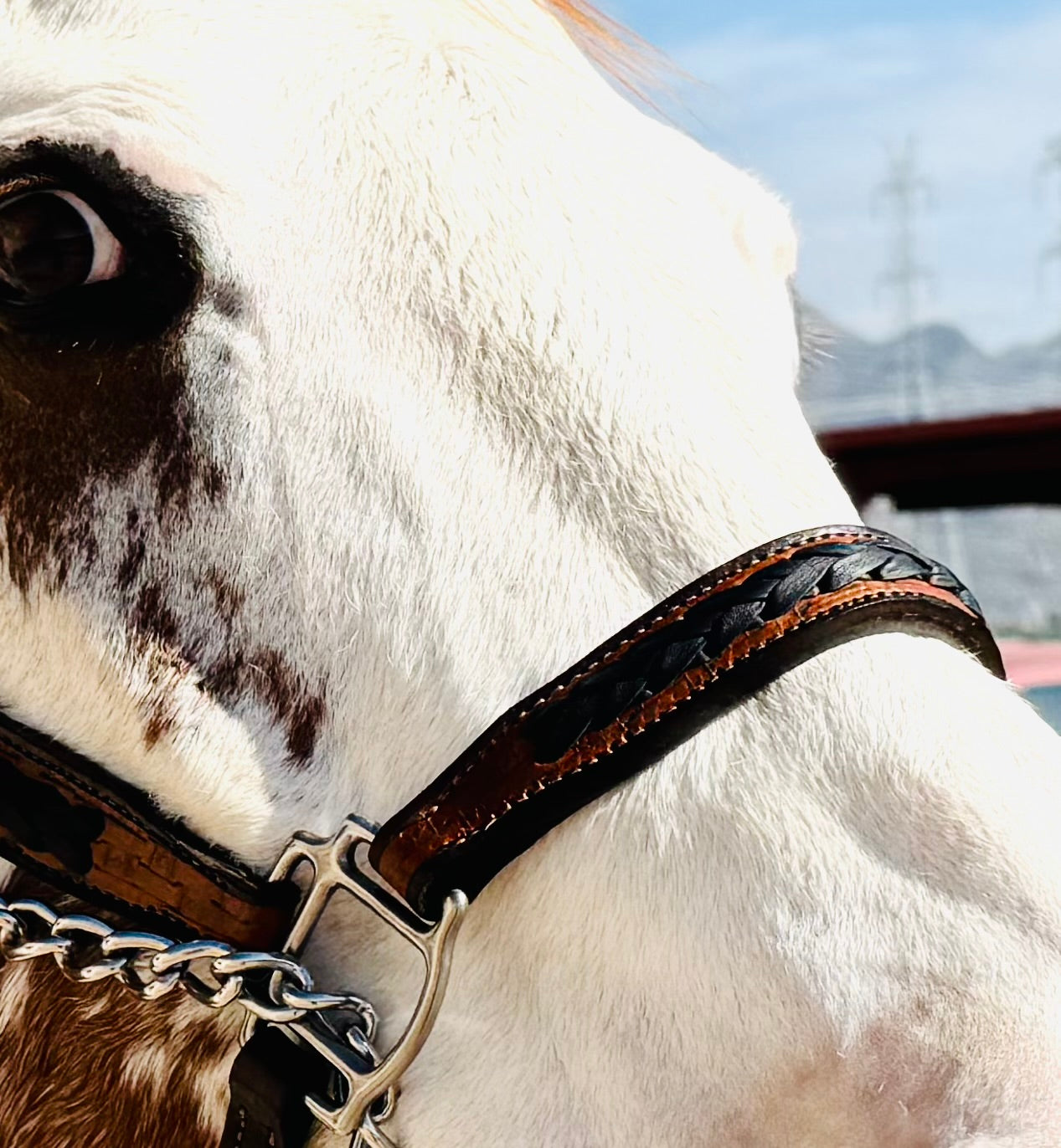 Fairytail Leather Co Ranch Halter