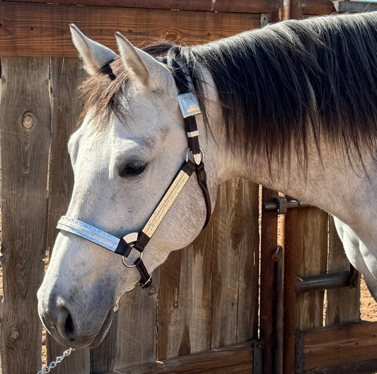 Fairytail Leather Co Brown Halter with Full Silver