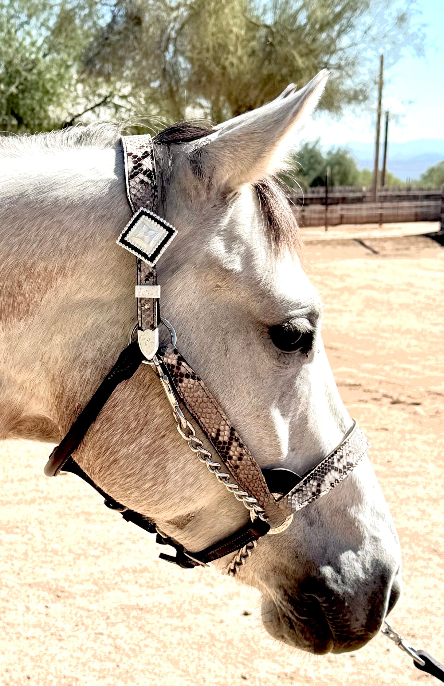 Fairytail Leather Co Python Halter