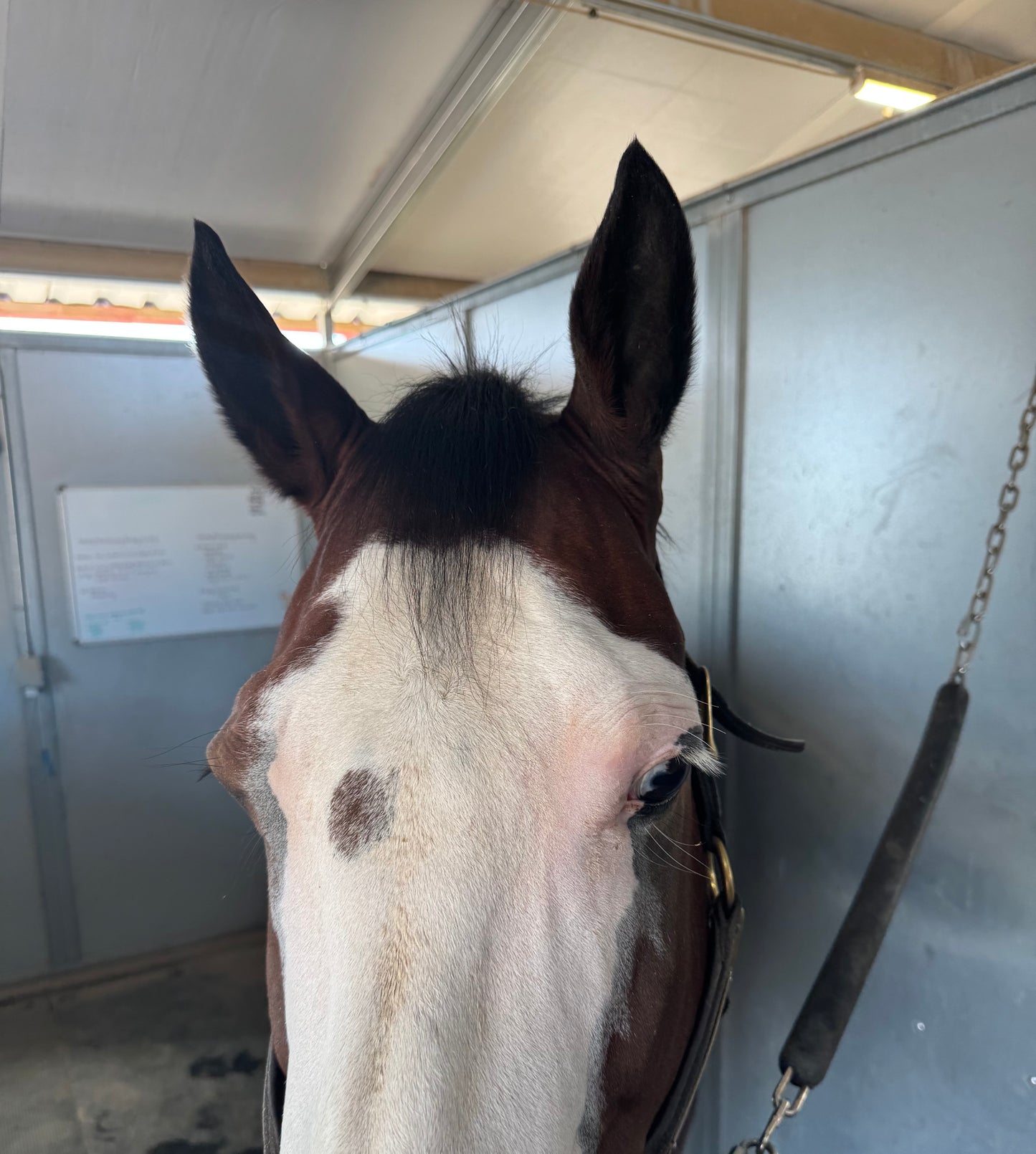 Clip In Natural Black Forelock Extension