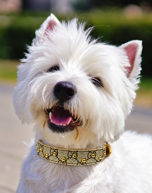 Fairytail Leather Co Designer Dog Collar with Gold,15.5”-18.5”