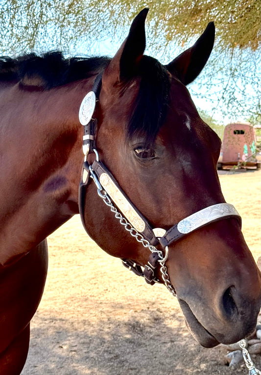 Fairytail Leather Co Sunflower Show Halter, Sterling Silver, Horse Size