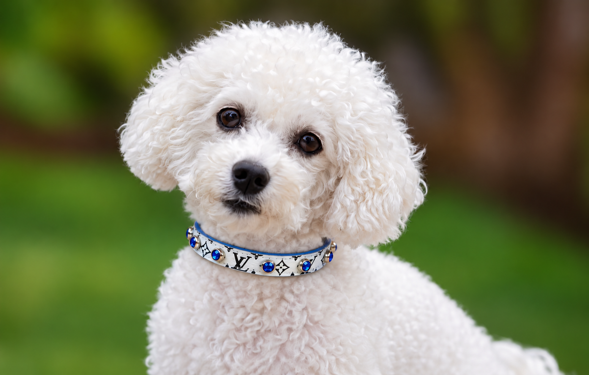 Fairytail Leather Co Black, White & Blue Designer Dog Collar, 13”-15.5”