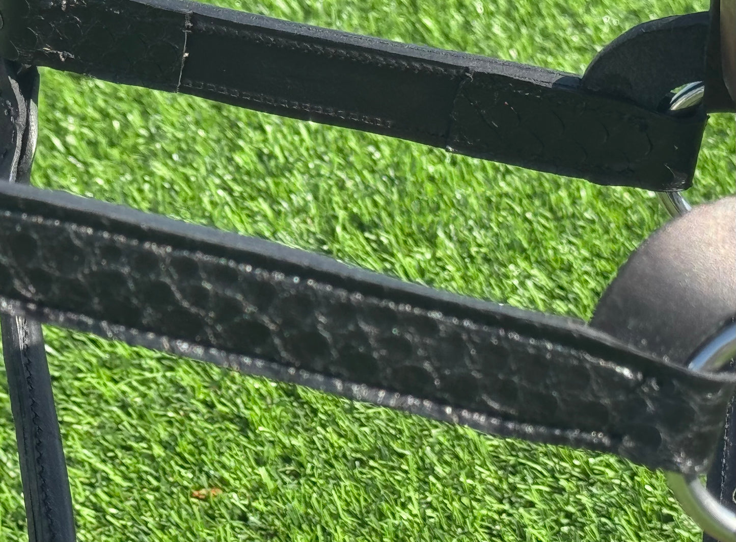 Fairytail Leather Used Yearling Black Python Halter