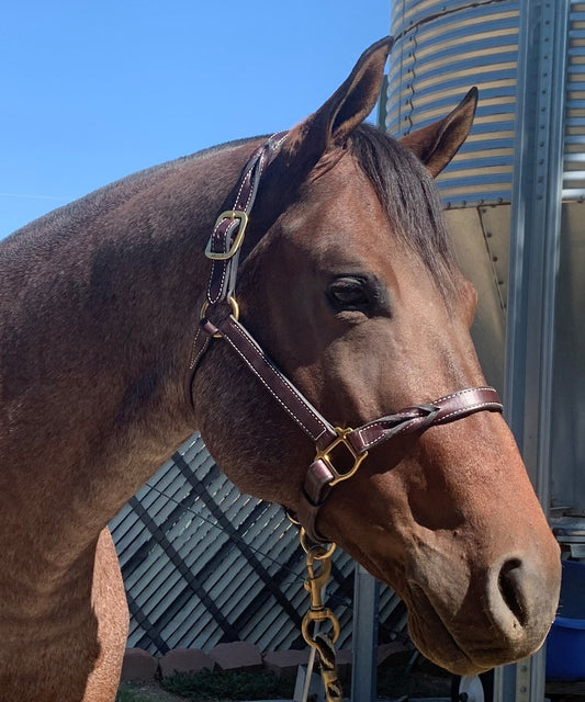 Havana Twisted Leather Halter, Horse Size