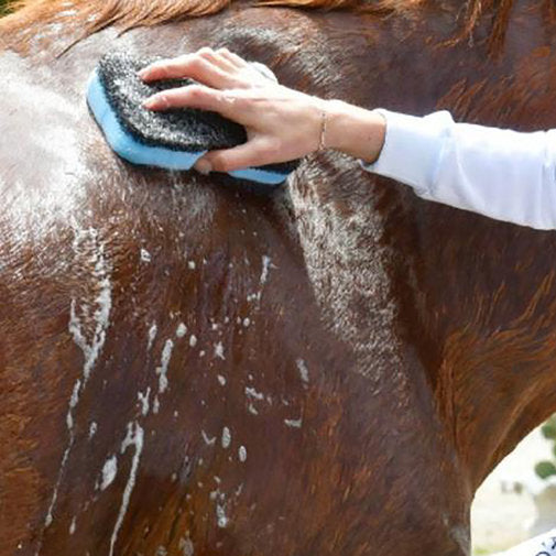 April Power Shower Horse Sponge